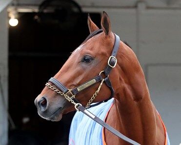 Renegade Horse